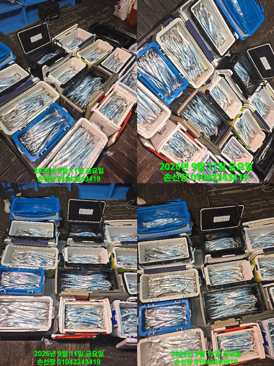 9월 11일 마산 갈치 선상낚시 조황 현장 사진 5