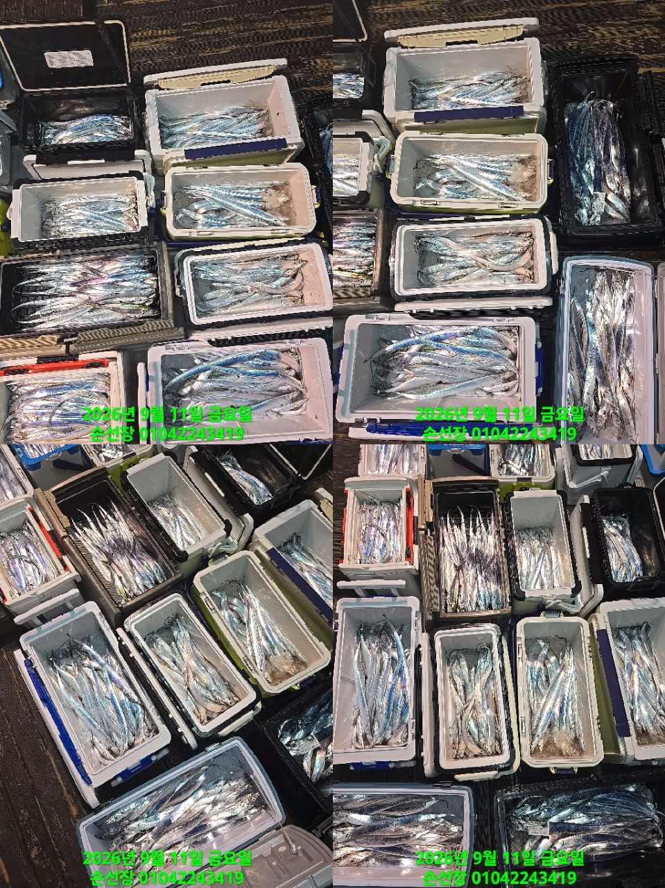 9월 11일 마산 갈치 선상낚시 조황 현장 사진 6