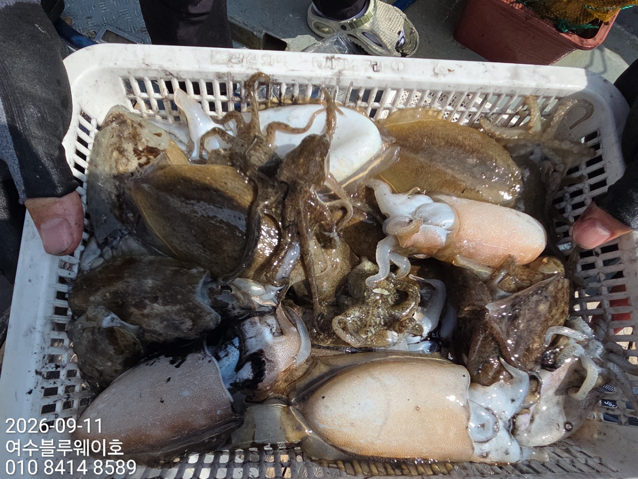 9월 11일 여수 갑오징어 선상낚시 조황 현장 사진 5