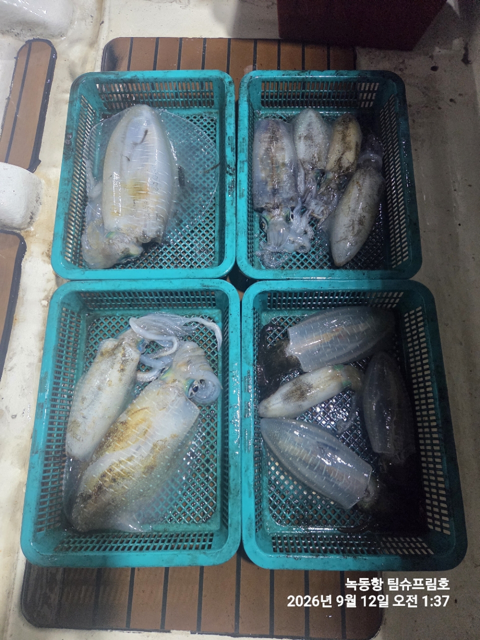 9월 12일 무늬오징어 선상낚시 조황 현장 사진 13
