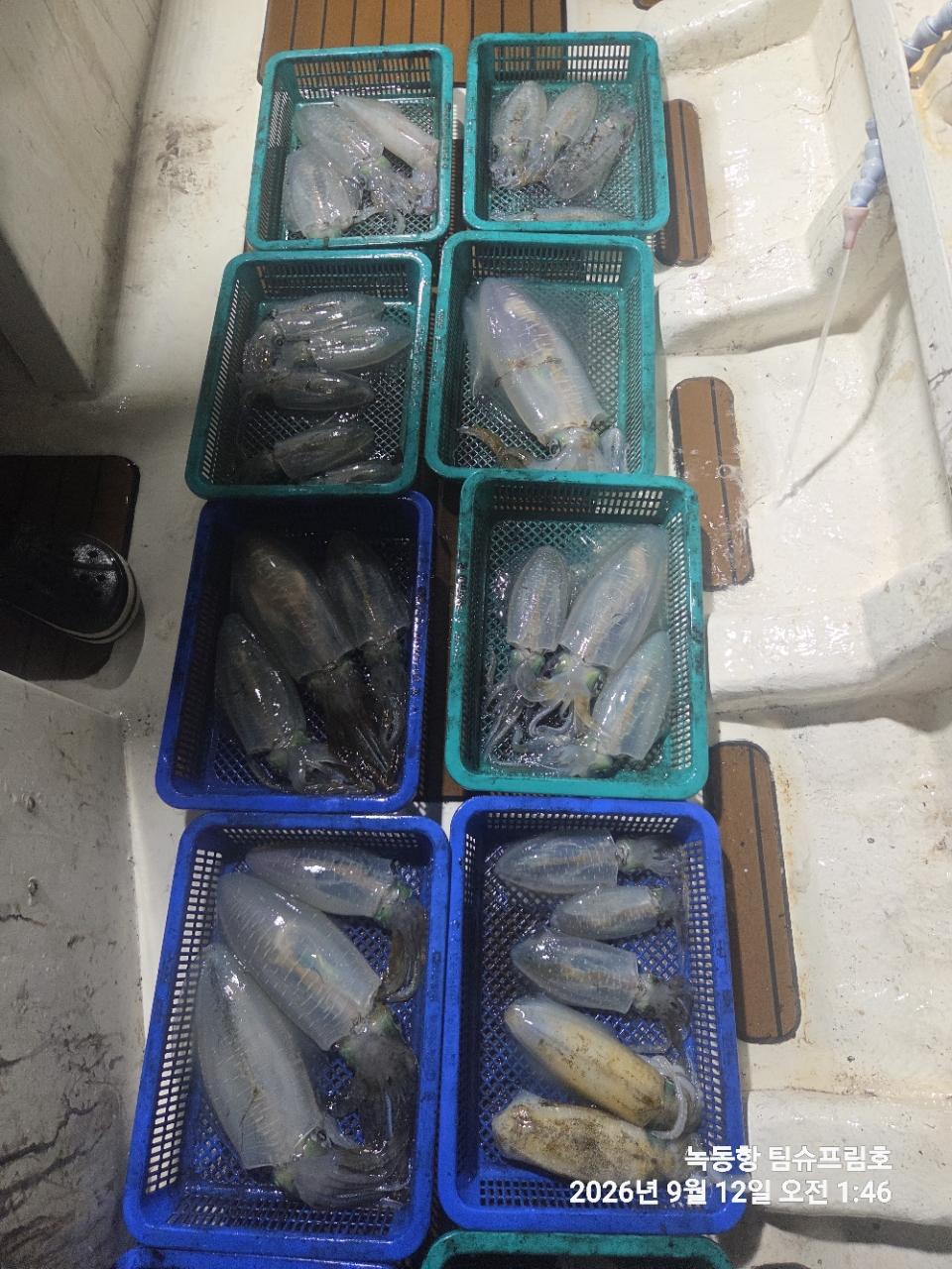 9월 12일 무늬오징어 선상낚시 조황 현장 사진 11