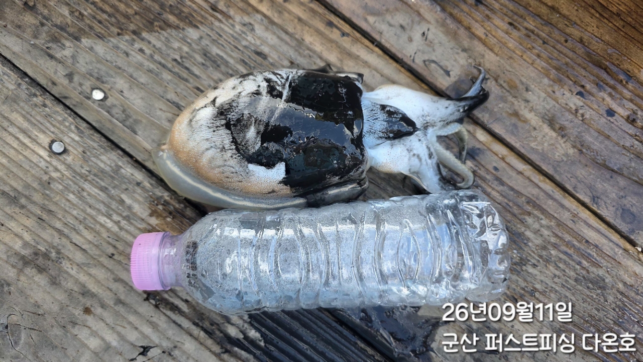 9월 11일 군산 갑오징어 선상낚시 조황 현장 사진 3