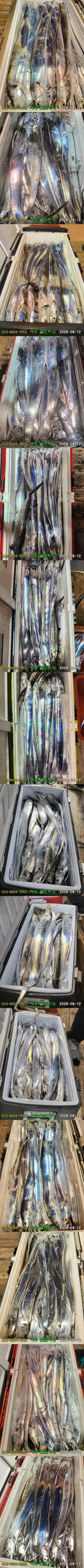 9월 12일 여수 갈치 선상낚시 조황 현장 사진 4