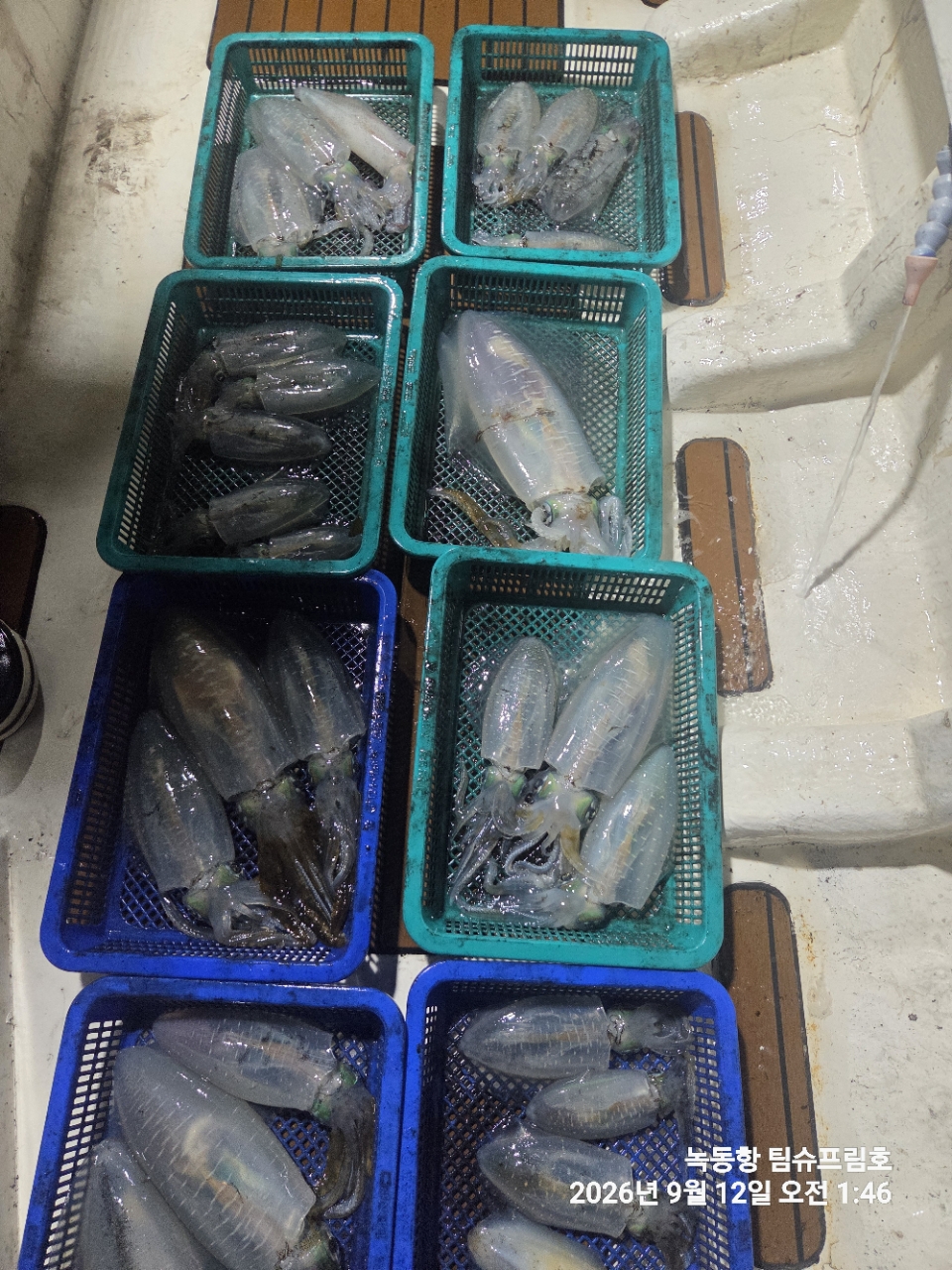 9월 12일 무늬오징어 선상낚시 조황 현장 사진 10