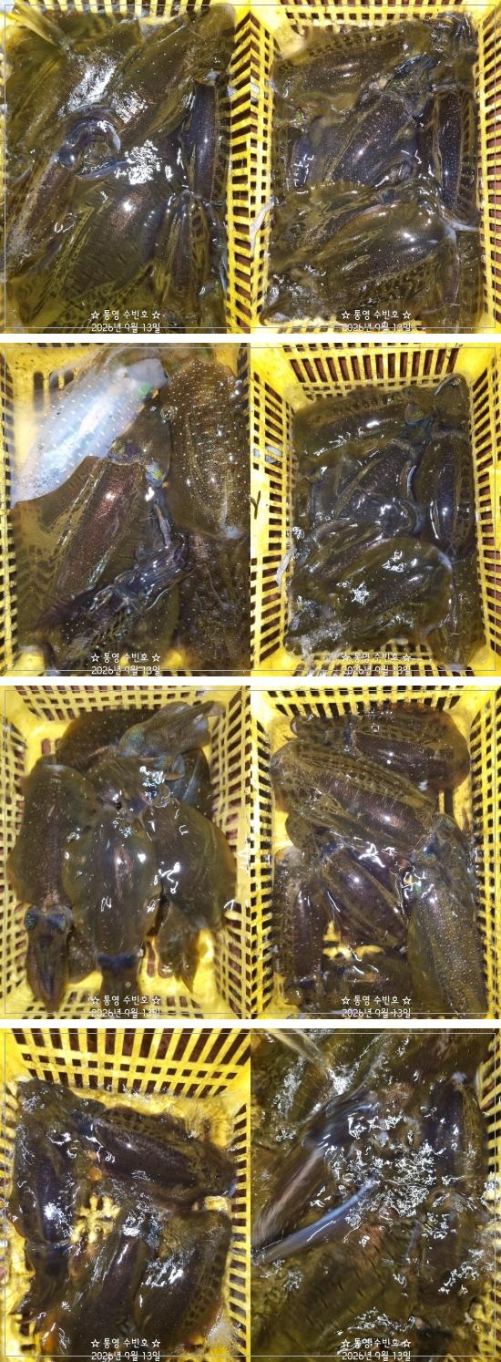 9월 13일 무늬오징어 선상낚시 조황 현장 사진 2