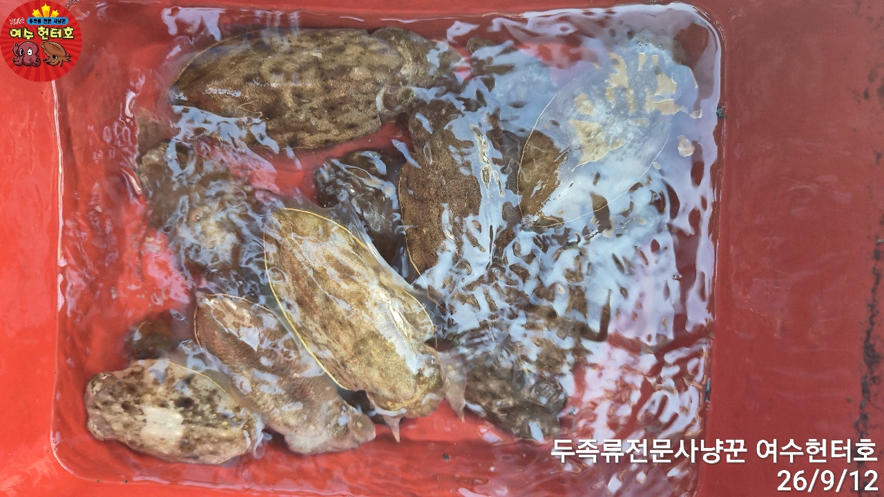 9월 12일 갑오징어 선상낚시 조황 현장 사진 7