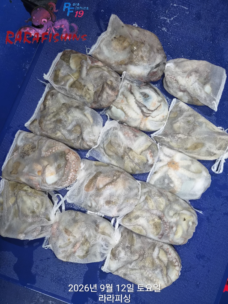 9월 12일 진해 문어 선상낚시 조황 현장 사진 12