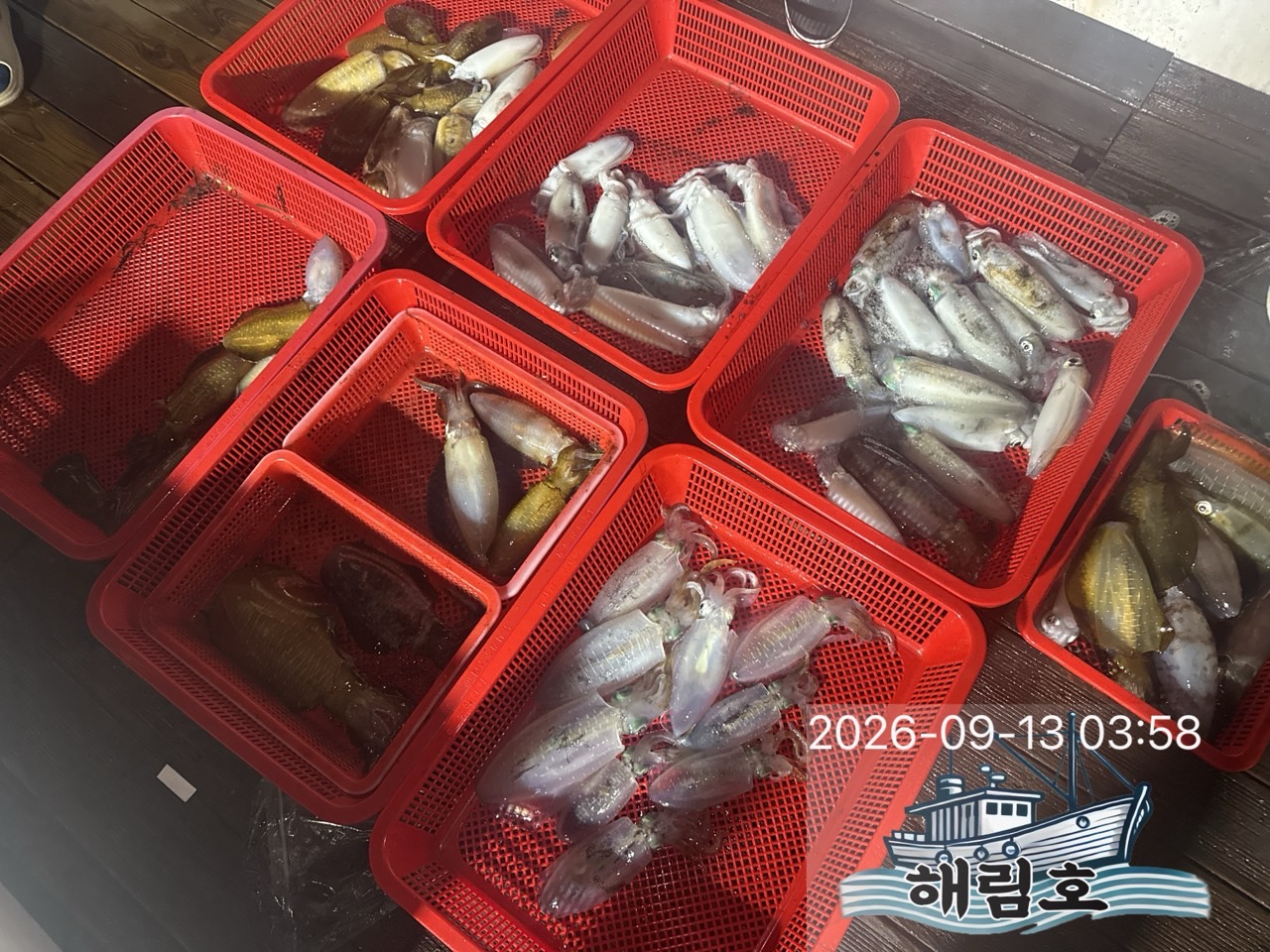 9월 12일 여수 무늬오징어 선상낚시 조황 현장 사진 7