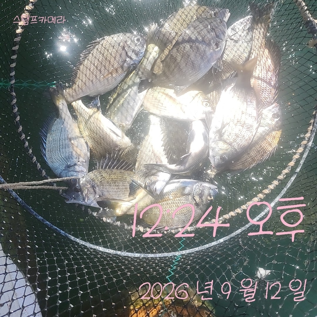 9월 12일 고성 감성돔 선상낚시 조황 현장 사진 3