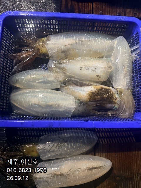 9월 11일 제주 갑오징어 선상낚시 조황 현장 사진 17