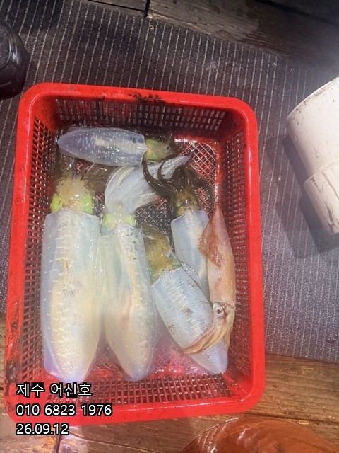 9월 11일 제주 갑오징어 선상낚시 조황 현장 사진 13