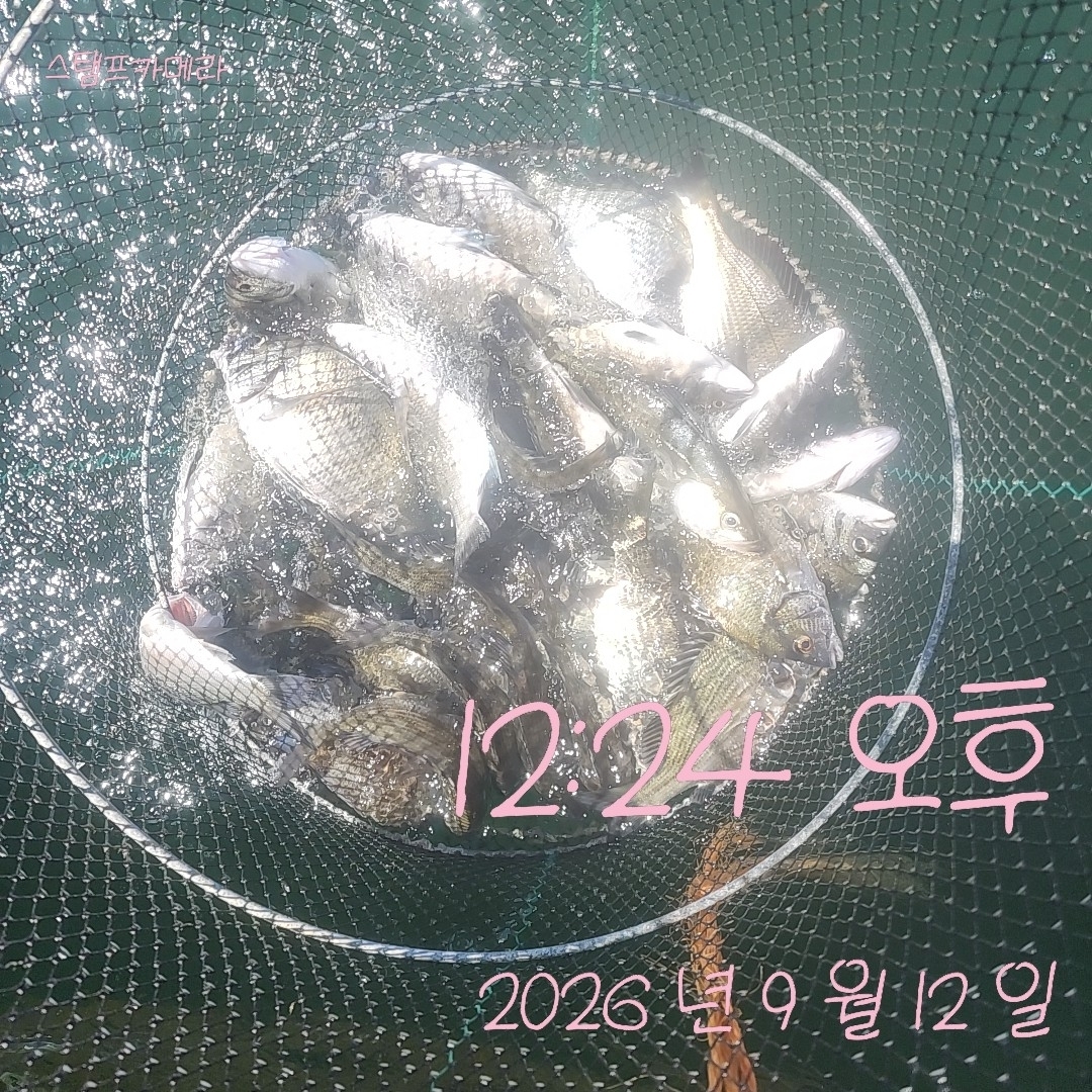 9월 12일 고성 감성돔 선상낚시 조황 현장 사진 2