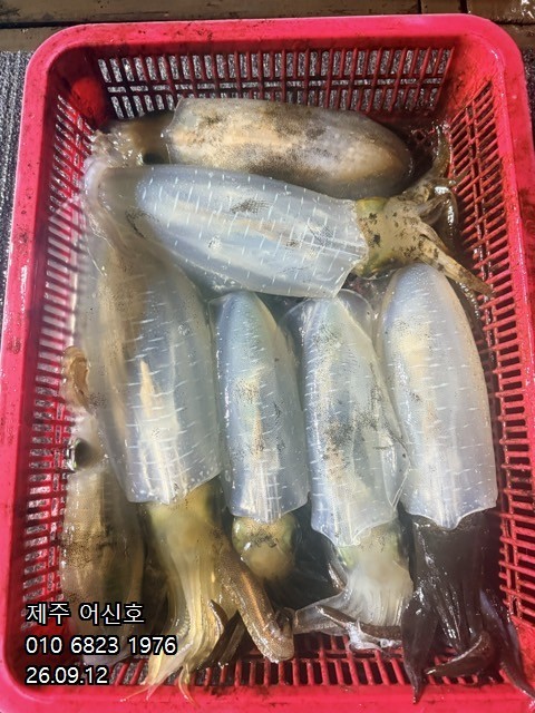 9월 11일 제주 갑오징어 선상낚시 조황 현장 사진 16