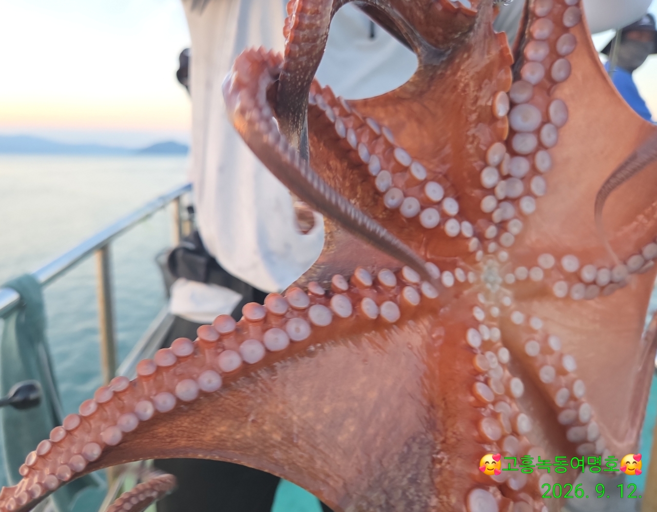 9월 13일 고흥 문어 선상낚시 조황 현장 사진 13