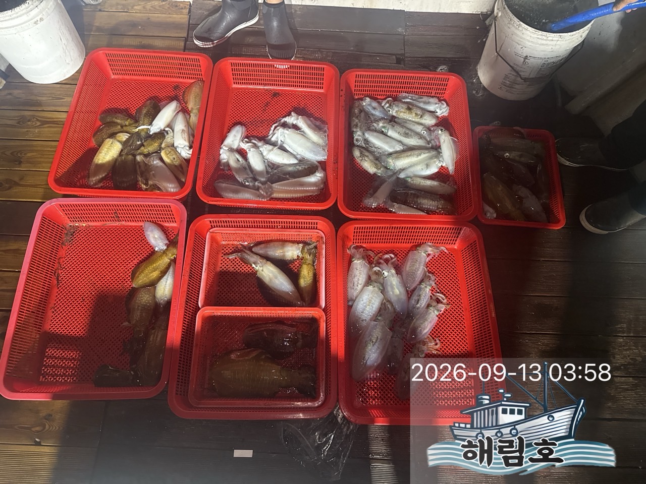 9월 12일 여수 무늬오징어 선상낚시 조황 현장 사진 6