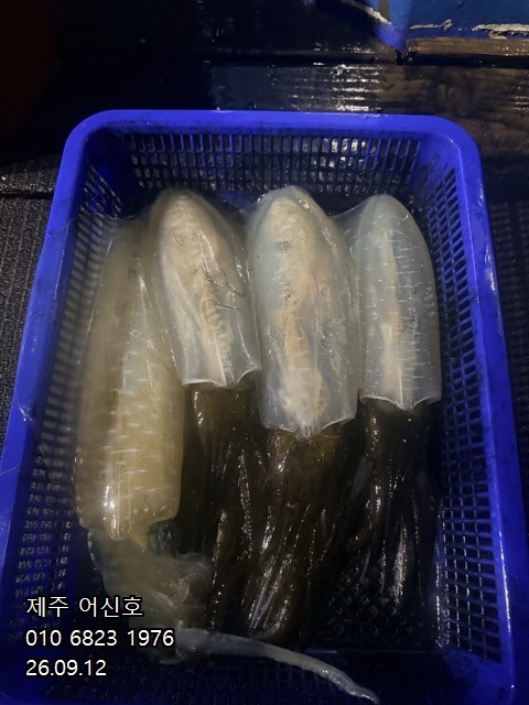 9월 11일 제주 갑오징어 선상낚시 조황 현장 사진 14