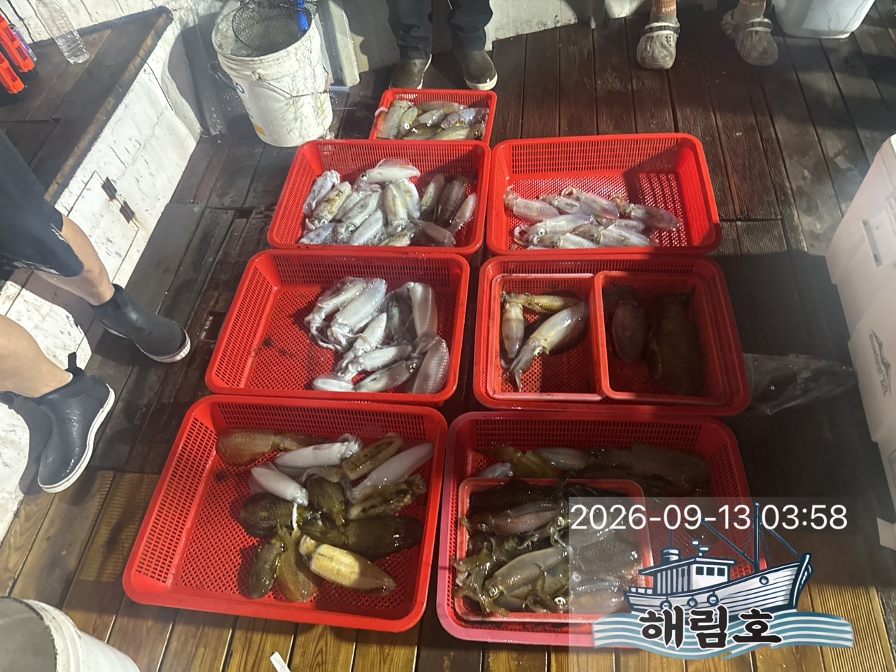 9월 12일 여수 무늬오징어 선상낚시 조황 현장 사진 8