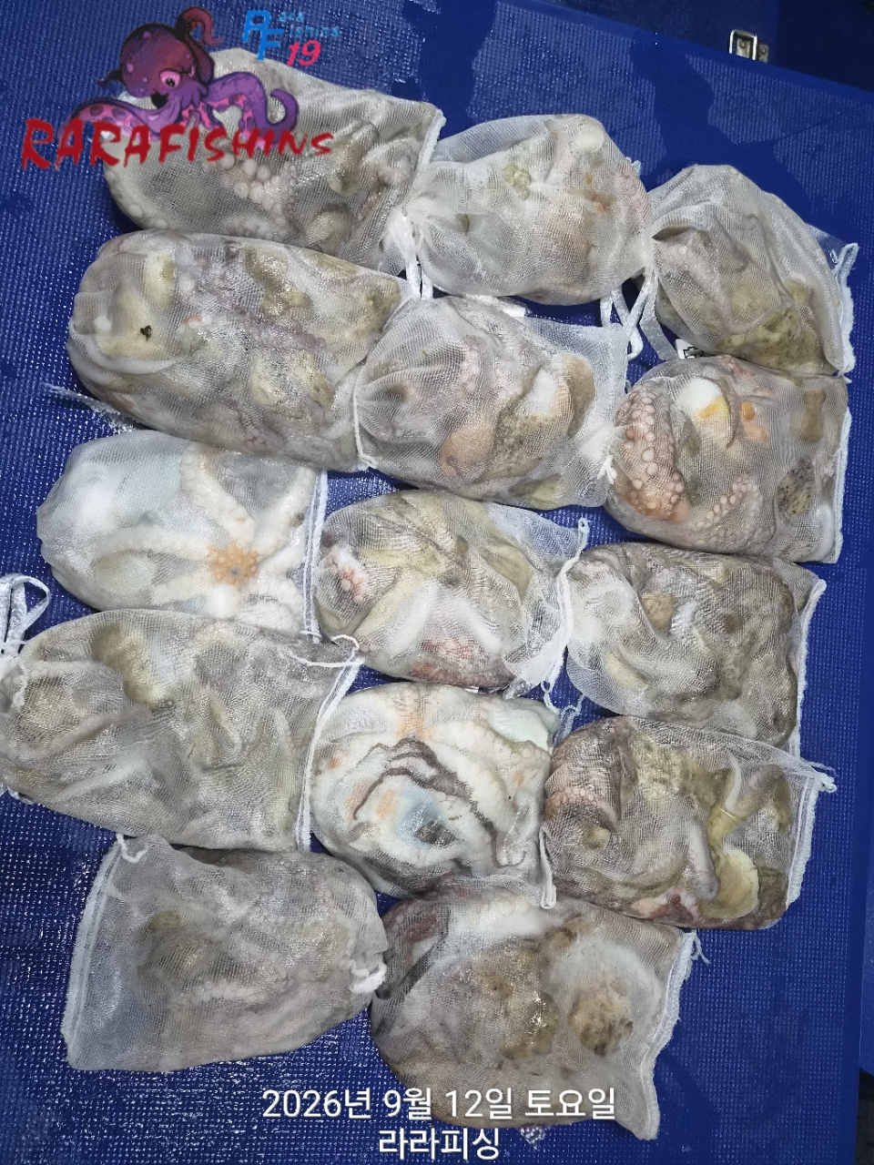 9월 12일 진해 문어 선상낚시 조황 현장 사진 17