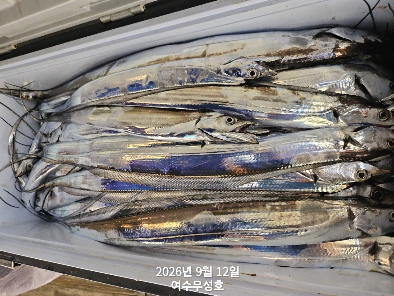 9월 12일 여수 갈치 선상낚시 조황 현장 사진 8
