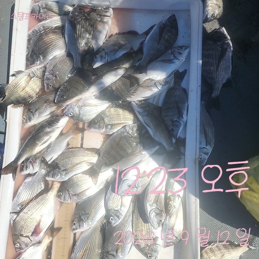 9월 12일 고성 감성돔 선상낚시 조황 현장 사진 1