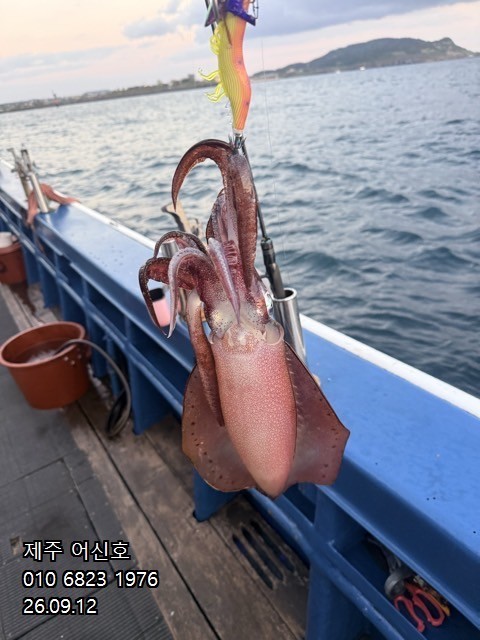 9월 11일 제주 갑오징어 선상낚시 조황 현장 사진 6