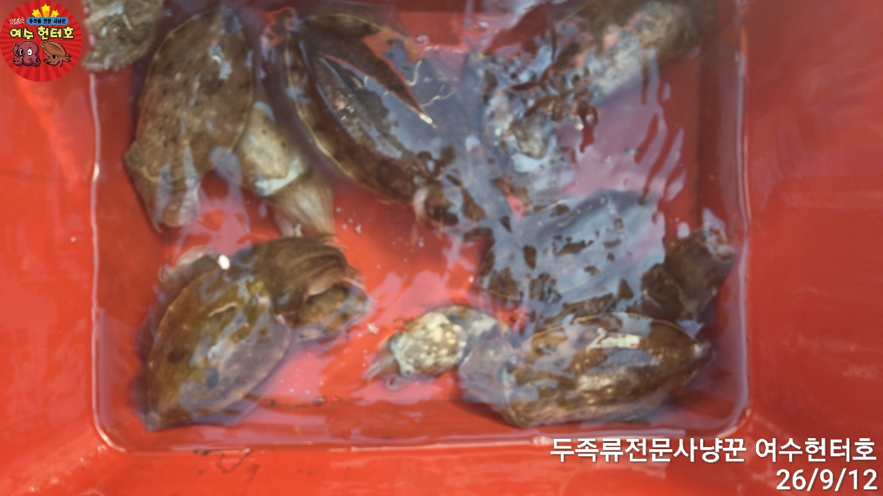 9월 12일 갑오징어 선상낚시 조황 현장 사진 11