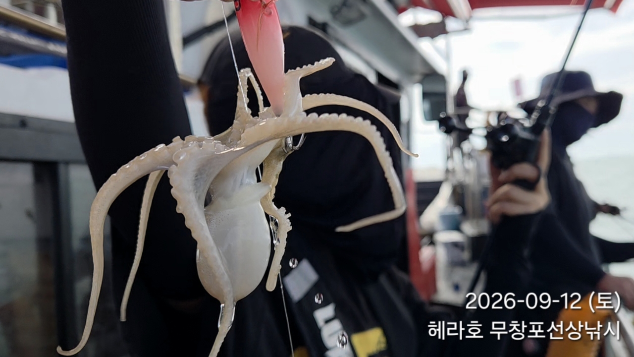 9월 12일 주꾸미 선상낚시 조황 현장 사진 6