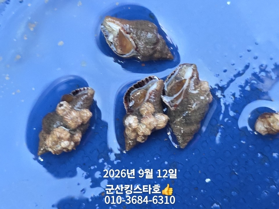 9월 14일 군산 주꾸미 선상낚시 조황 현장 사진 8