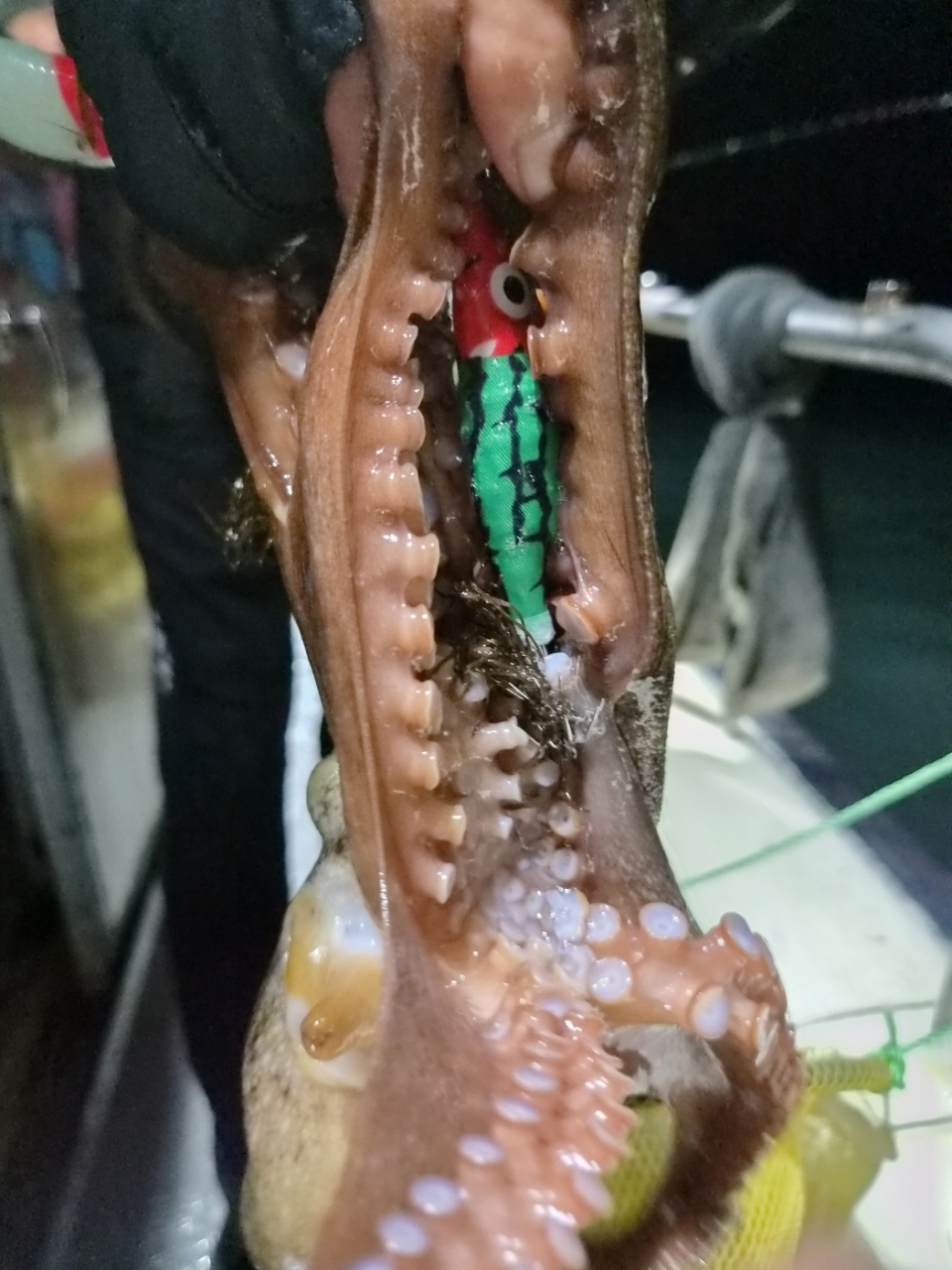 9월 13일 문어 선상낚시 조황 현장 사진 13