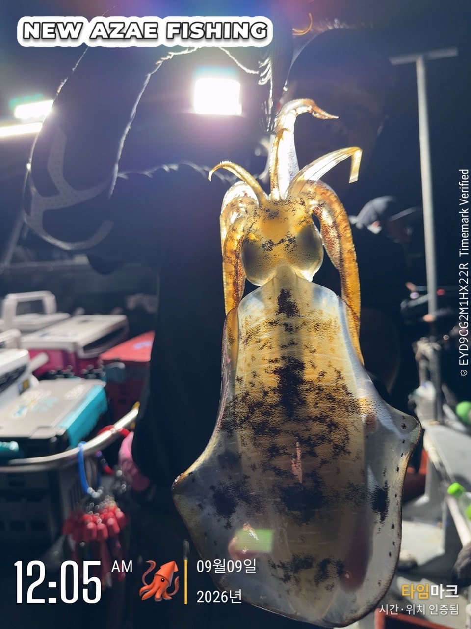 9월 12일 무늬오징어 선상낚시 조황 현장 사진 4