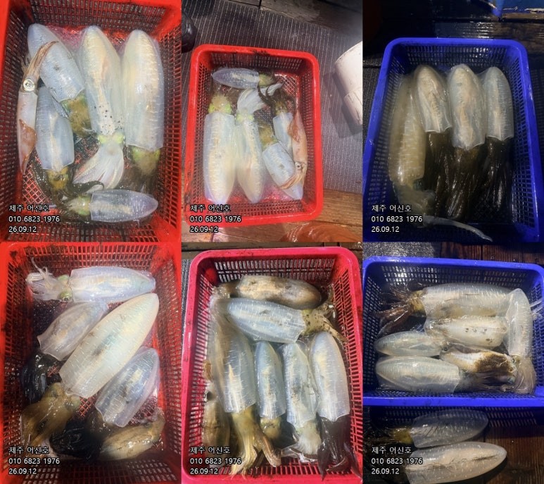 9월 11일 제주 갑오징어 선상낚시 조황 현장 사진 1