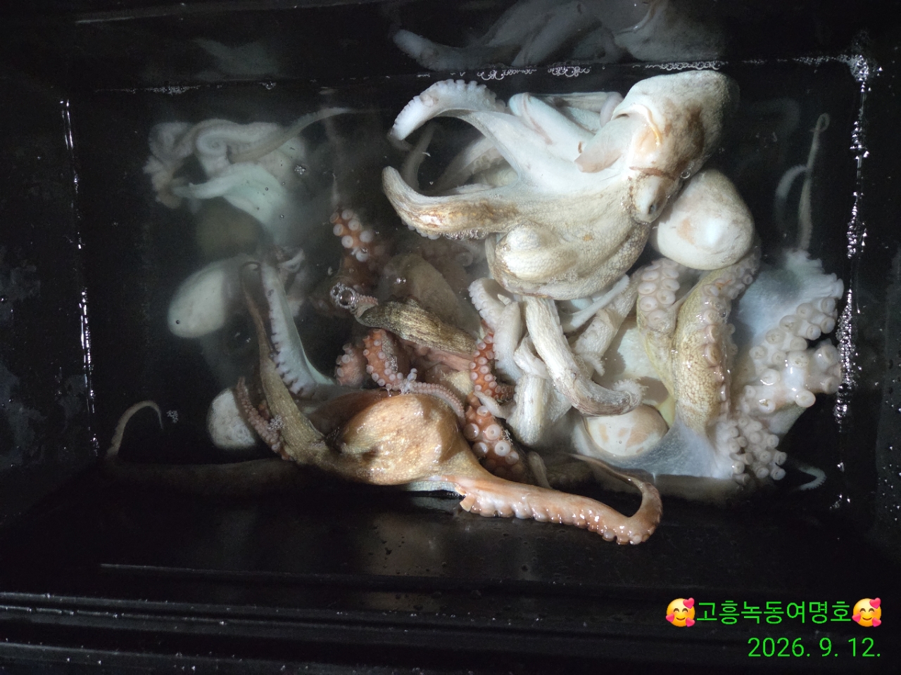 9월 13일 고흥 문어 선상낚시 조황 현장 사진 4