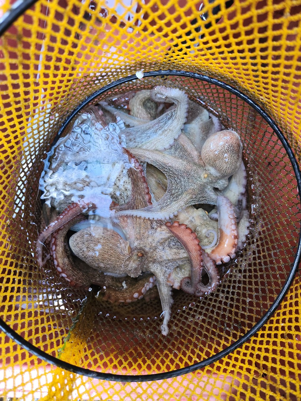 9월 12일 여수 문어 선상낚시 조황 현장 사진 18
