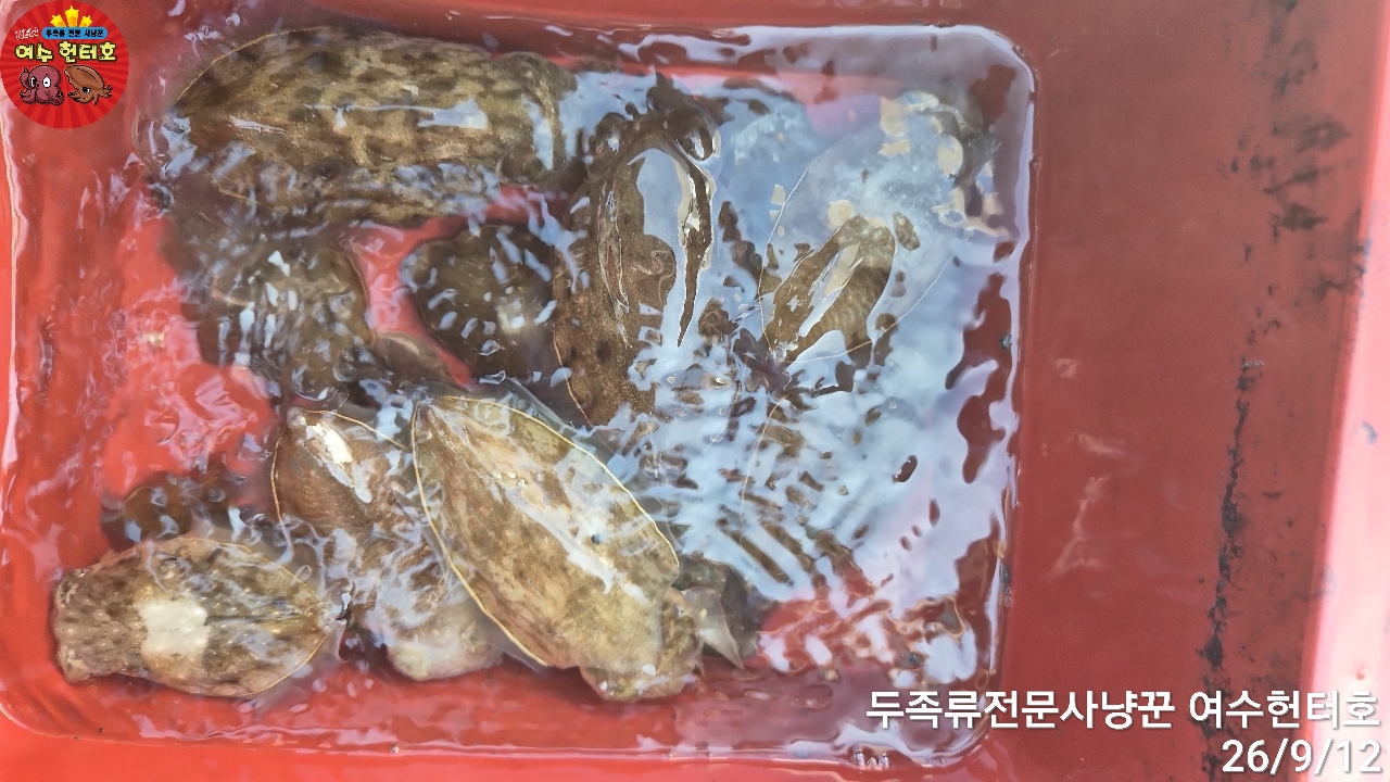 9월 12일 갑오징어 선상낚시 조황 현장 사진 9