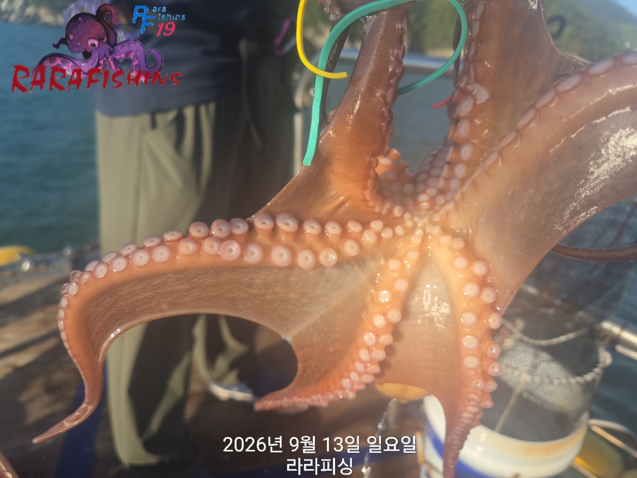 9월 13일 진해 문어 선상낚시 조황 현장 사진 8