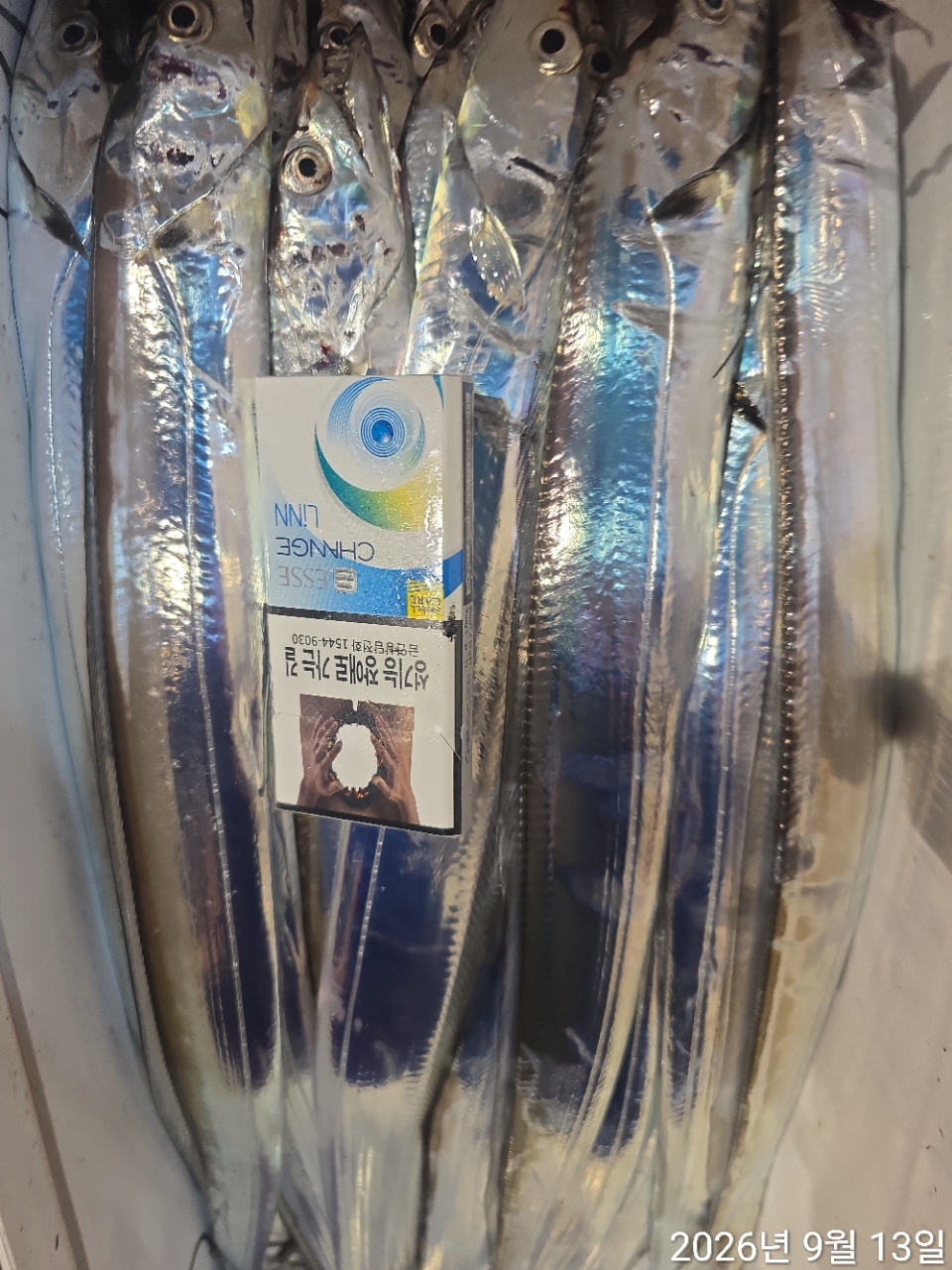 9월 12일 남해 무늬오징어 선상낚시 조황 현장 사진 16