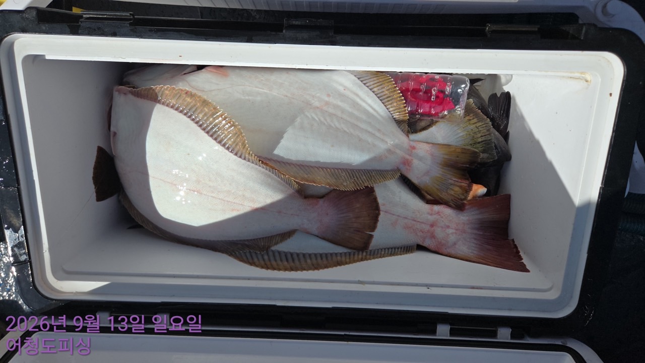 9월 13일 군산 선상낚시 조황 현장 사진 30