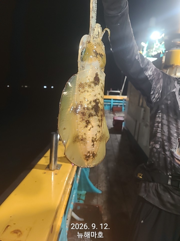 9월 13일 포항 무늬오징어 선상낚시 조황 현장 사진 4