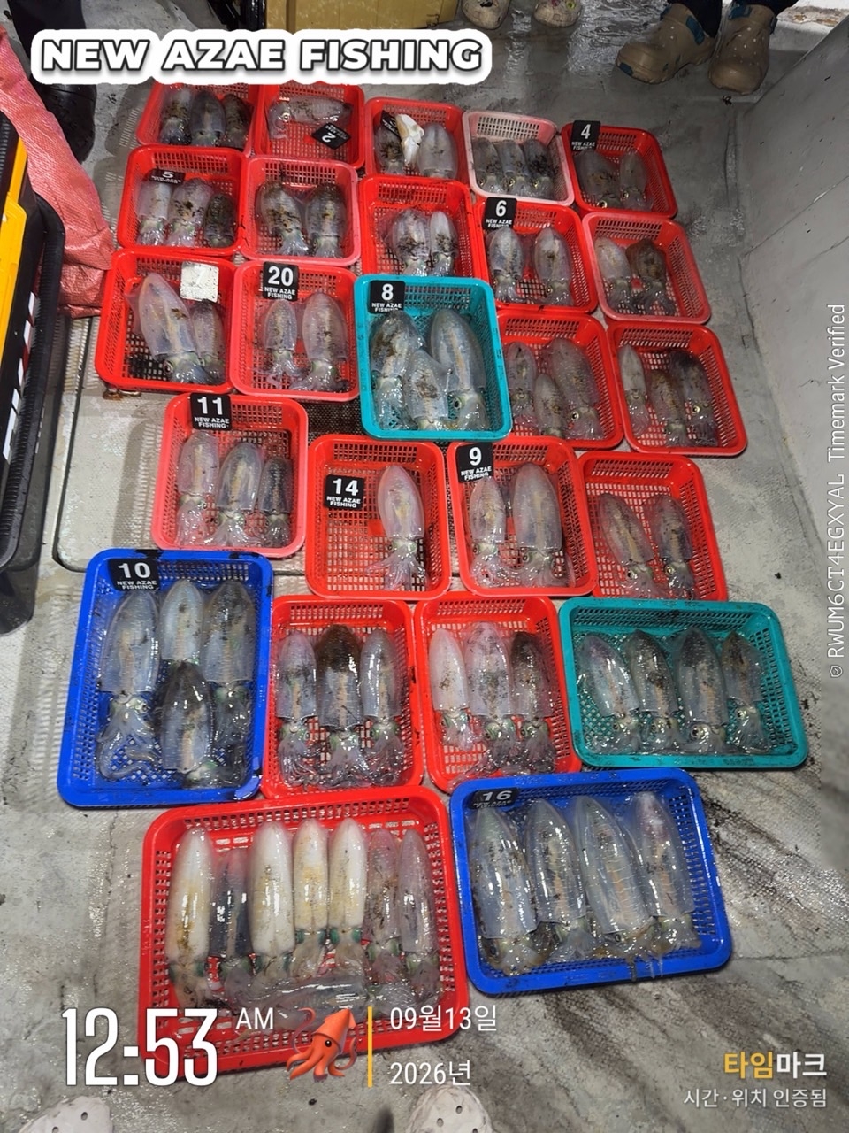 9월 13일 삼천포 무늬오징어 선상낚시 조황 현장 사진 1