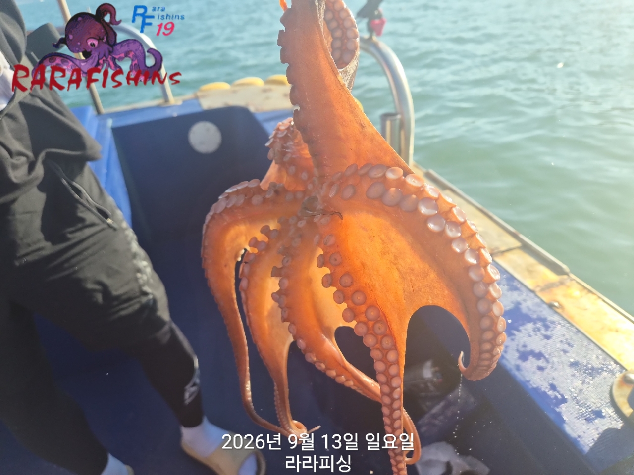 9월 13일 진해 문어 선상낚시 조황 현장 사진 7