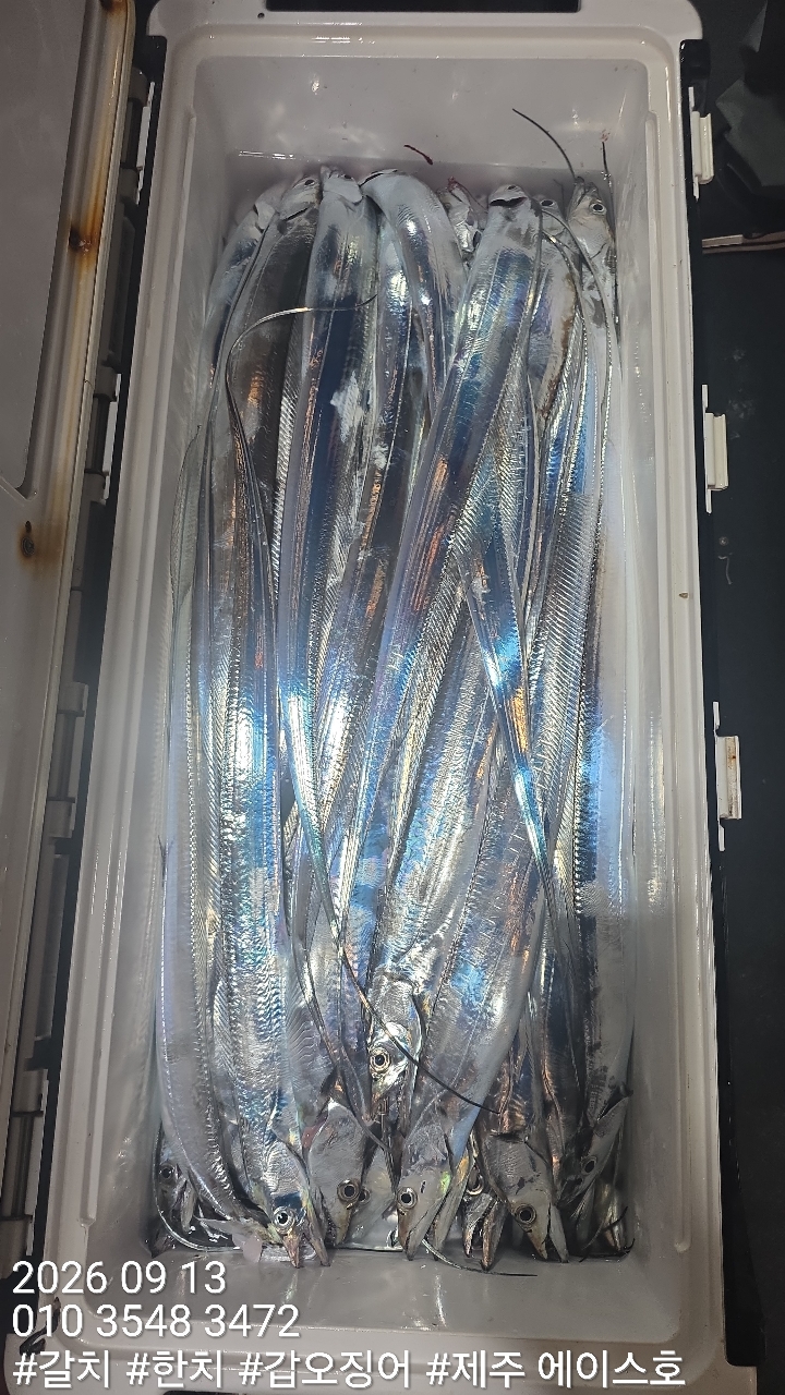 9월 13일 갈치 선상낚시 조황 현장 사진 14