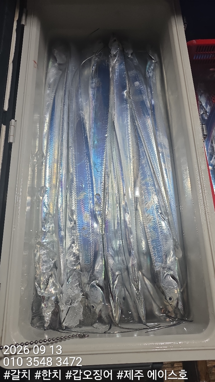 9월 13일 갈치 선상낚시 조황 현장 사진 16