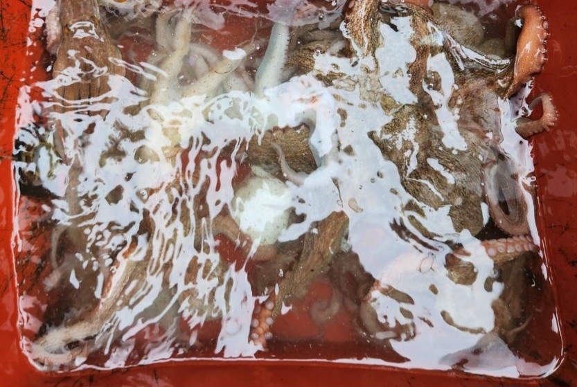 9월 13일 무늬오징어 선상낚시 조황 현장 사진 13