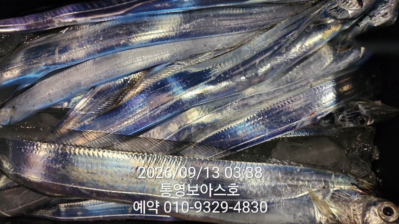 9월 13일 통영 한치 선상낚시 조황 현장 사진 29