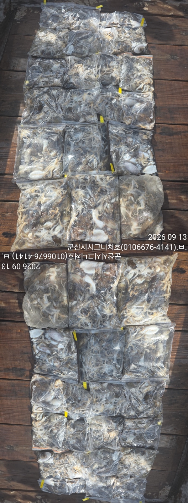 9월 13일 군산 갑오징어 선상낚시 조황 현장 사진 6