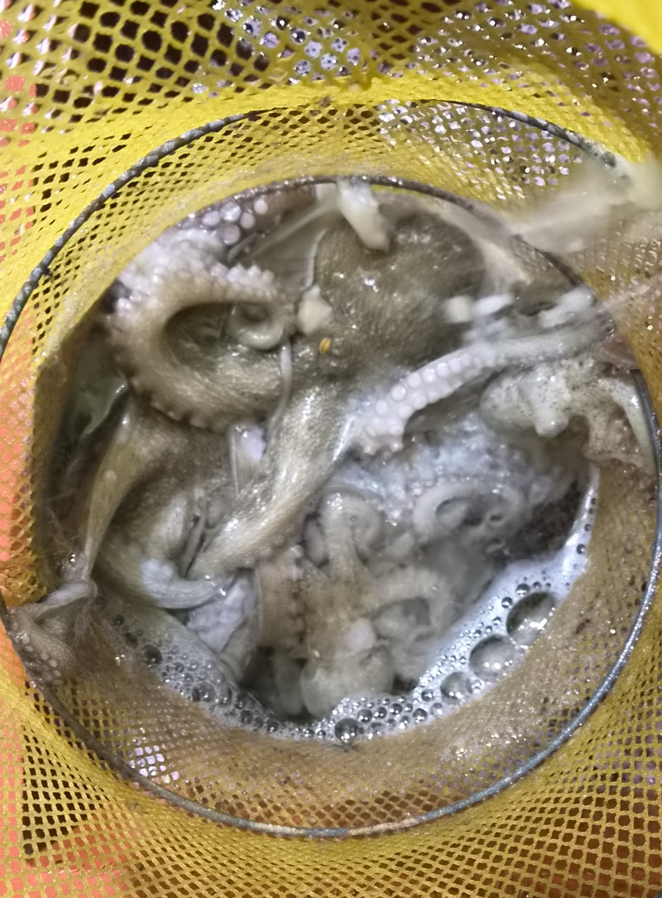 9월 12일 포항 문어 선상낚시 조황 현장 사진 9