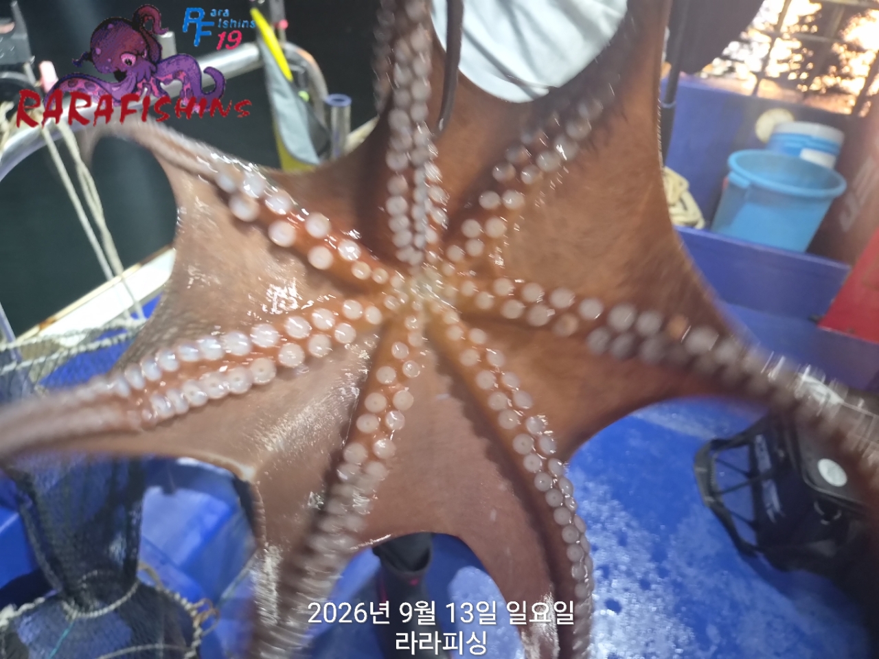 9월 13일 진해 문어 선상낚시 조황 현장 사진 8