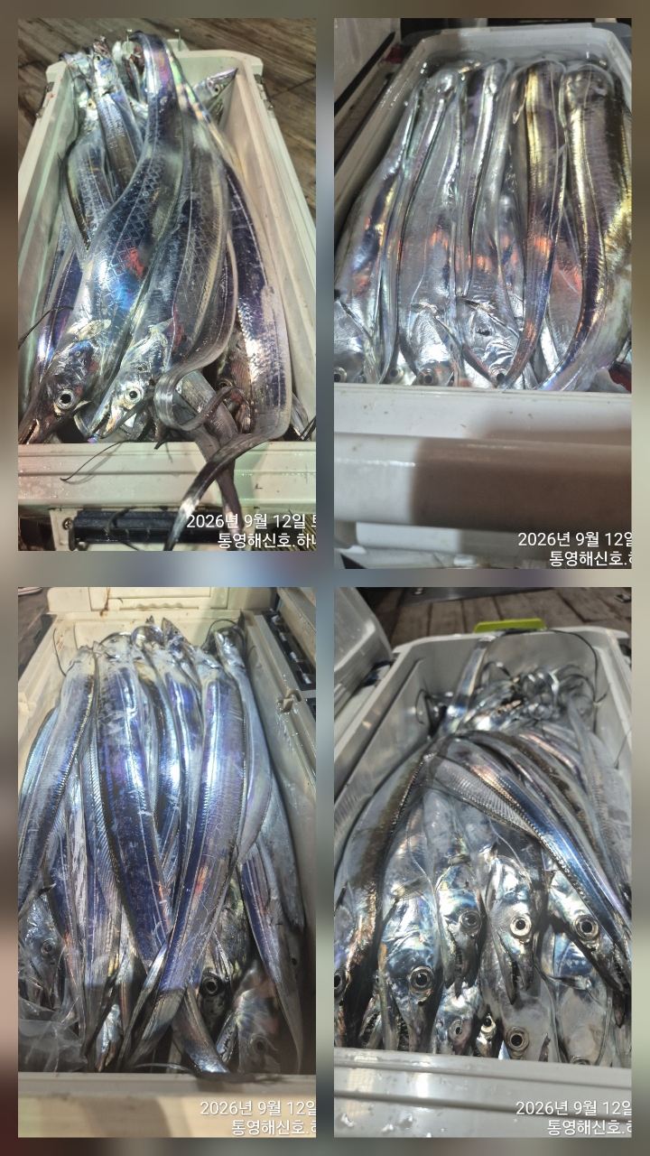 9월 13일 무늬오징어 선상낚시 조황 현장 사진 7