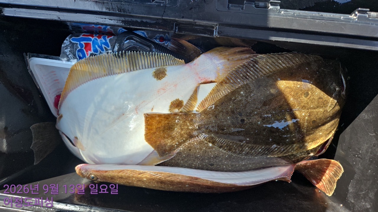 9월 13일 군산 선상낚시 조황 현장 사진 28
