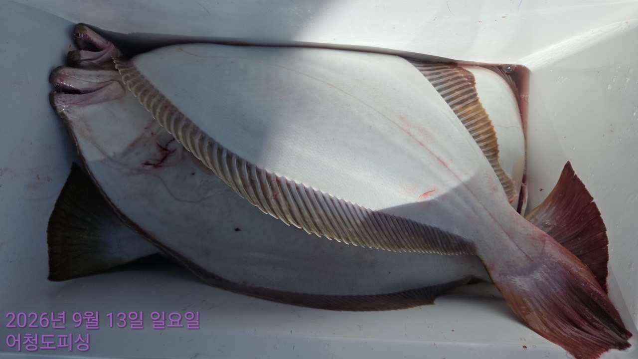 9월 13일 군산 선상낚시 조황 현장 사진 27
